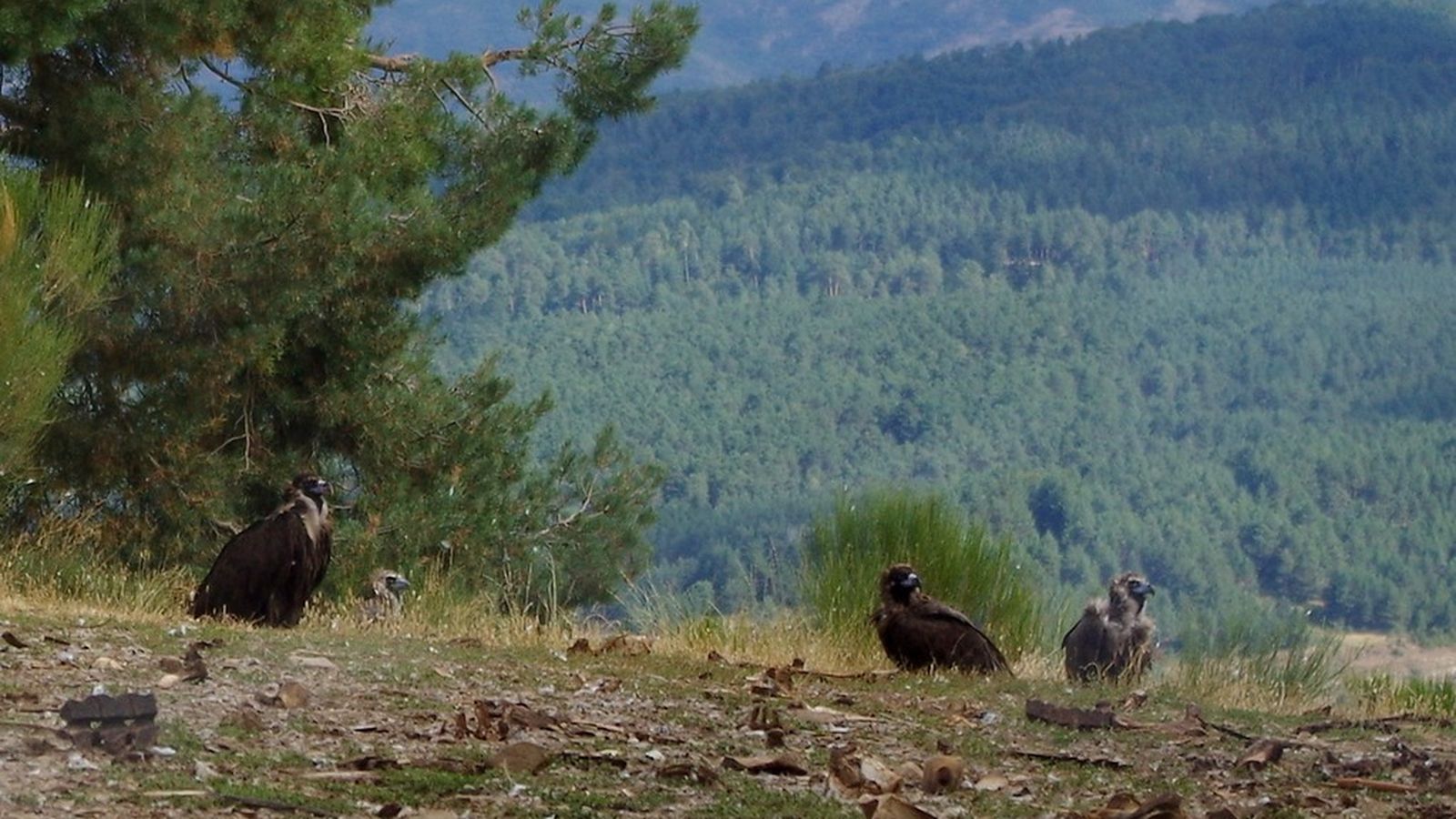 El punto se encuentra junto a la Estación de Referencia del Corzo, en pleno Parque Natural.