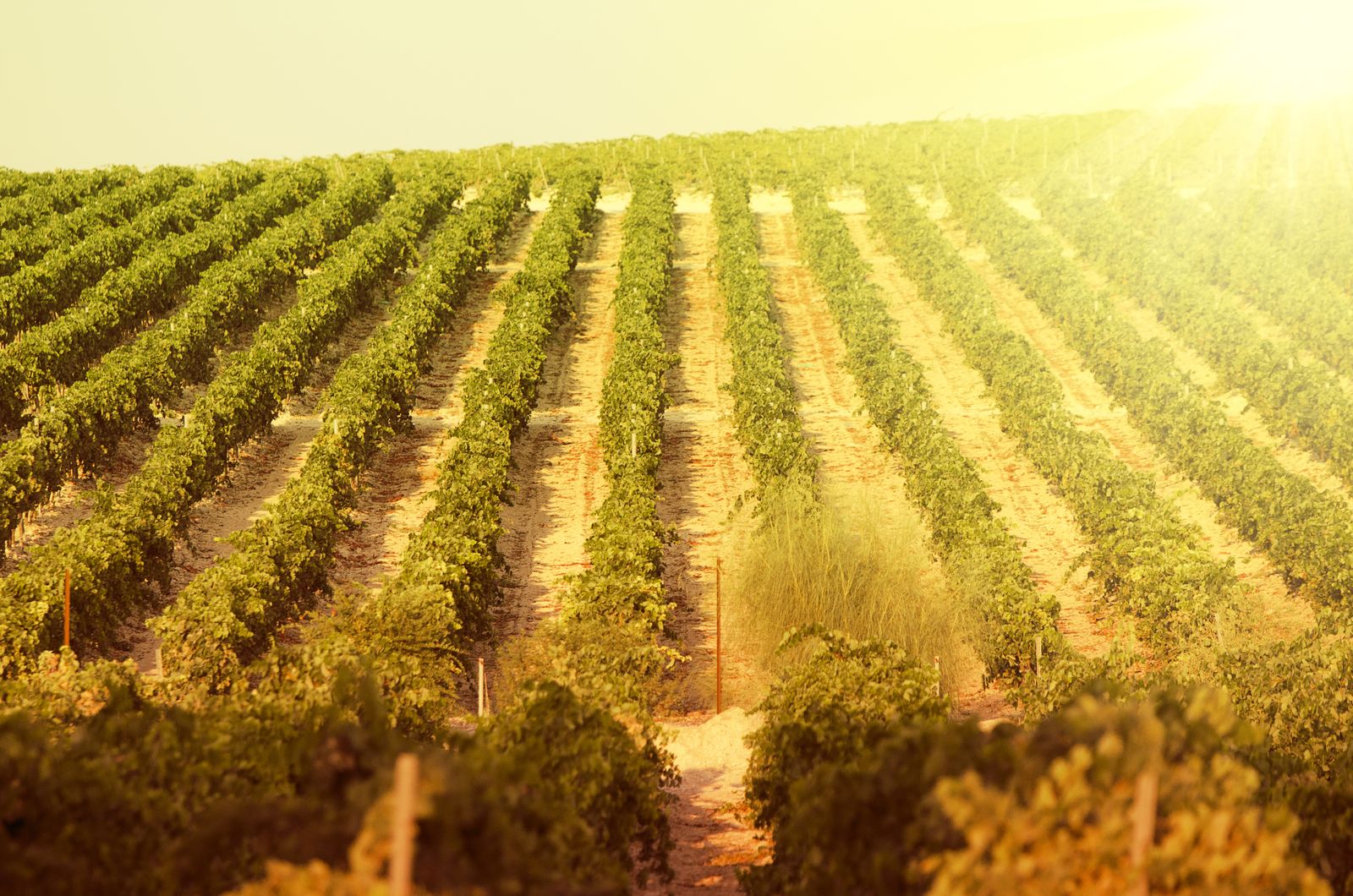 Andalucía, un ingrediente indispensable para nuestras recetas navideñas