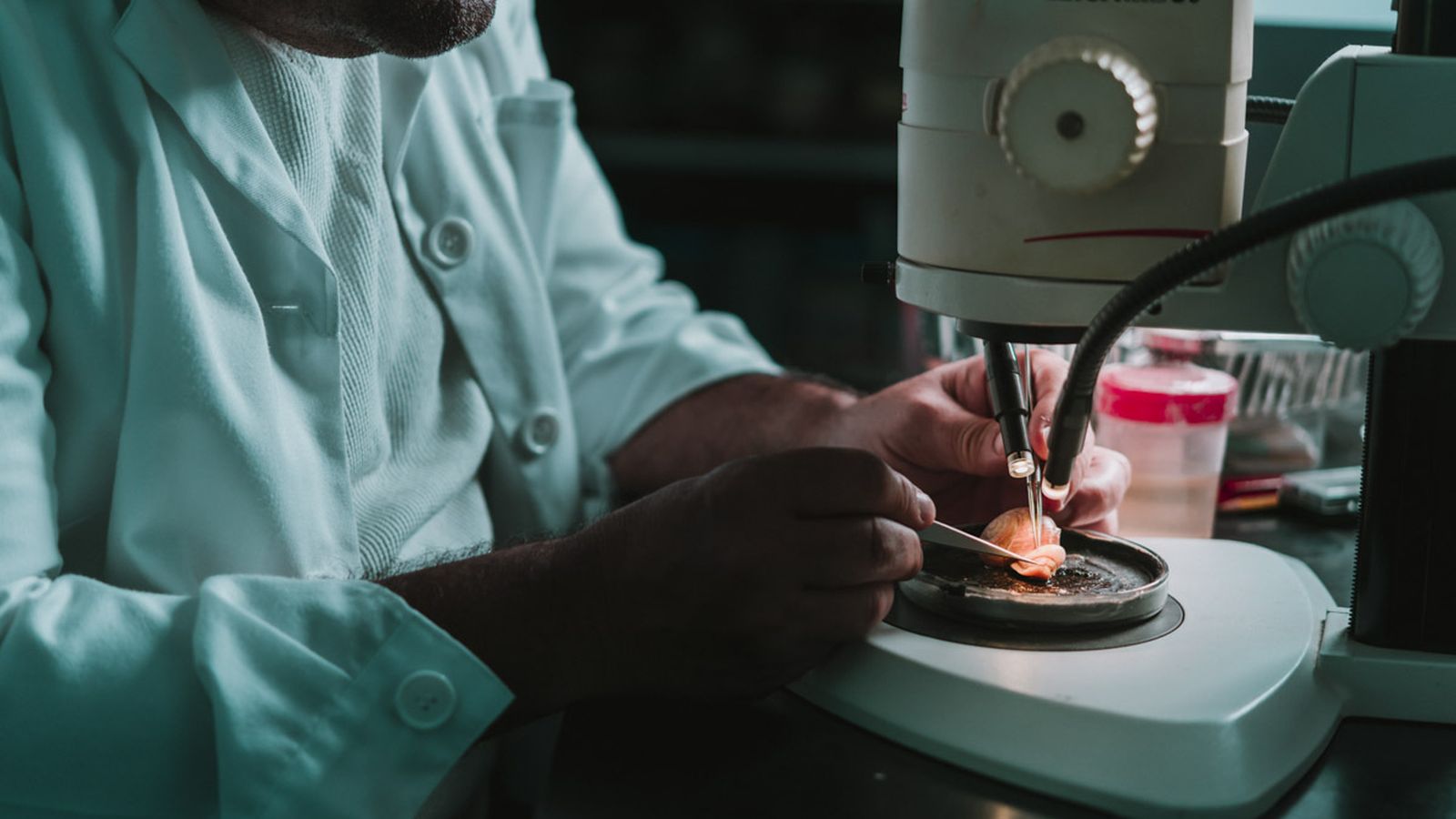 Trabajo dentro de un laboratorio con animales