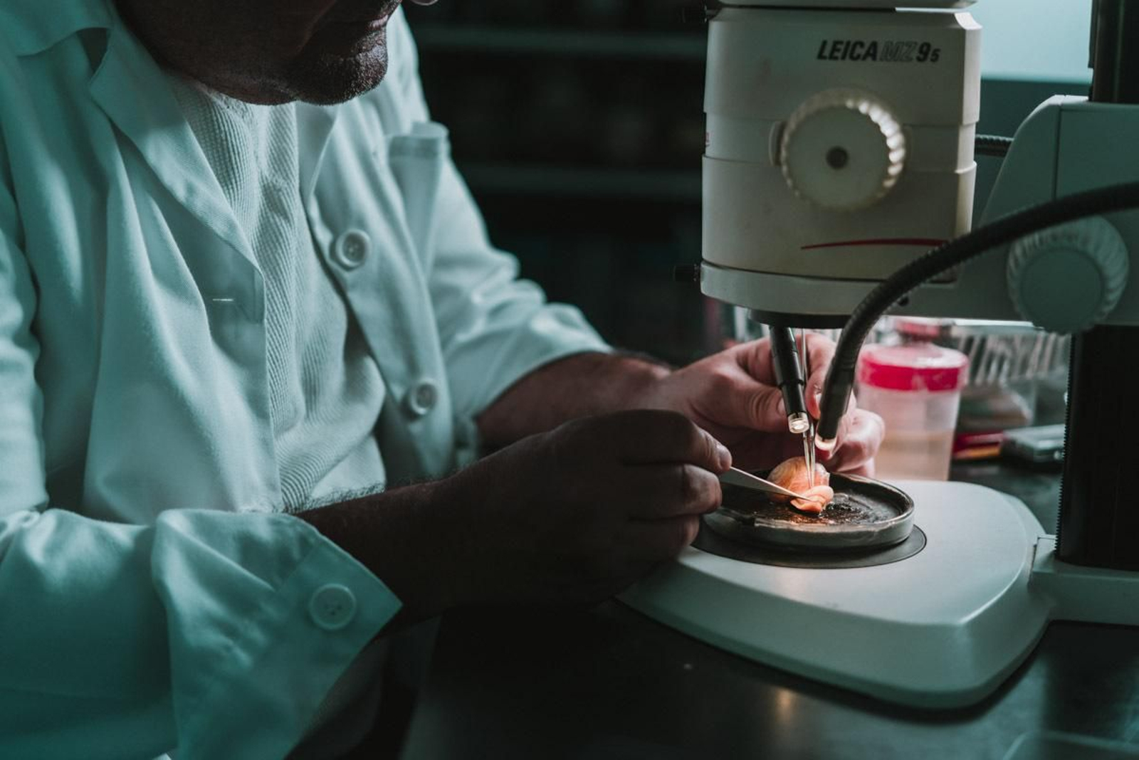 Trabajo en el laboratorio dentro del proyecto para la cría de caracoles.