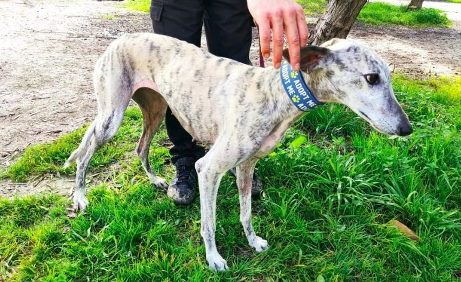 Galgos del Sur alerta del "abandono masivo" de galgos tras rescatar a 31 perros en una semana