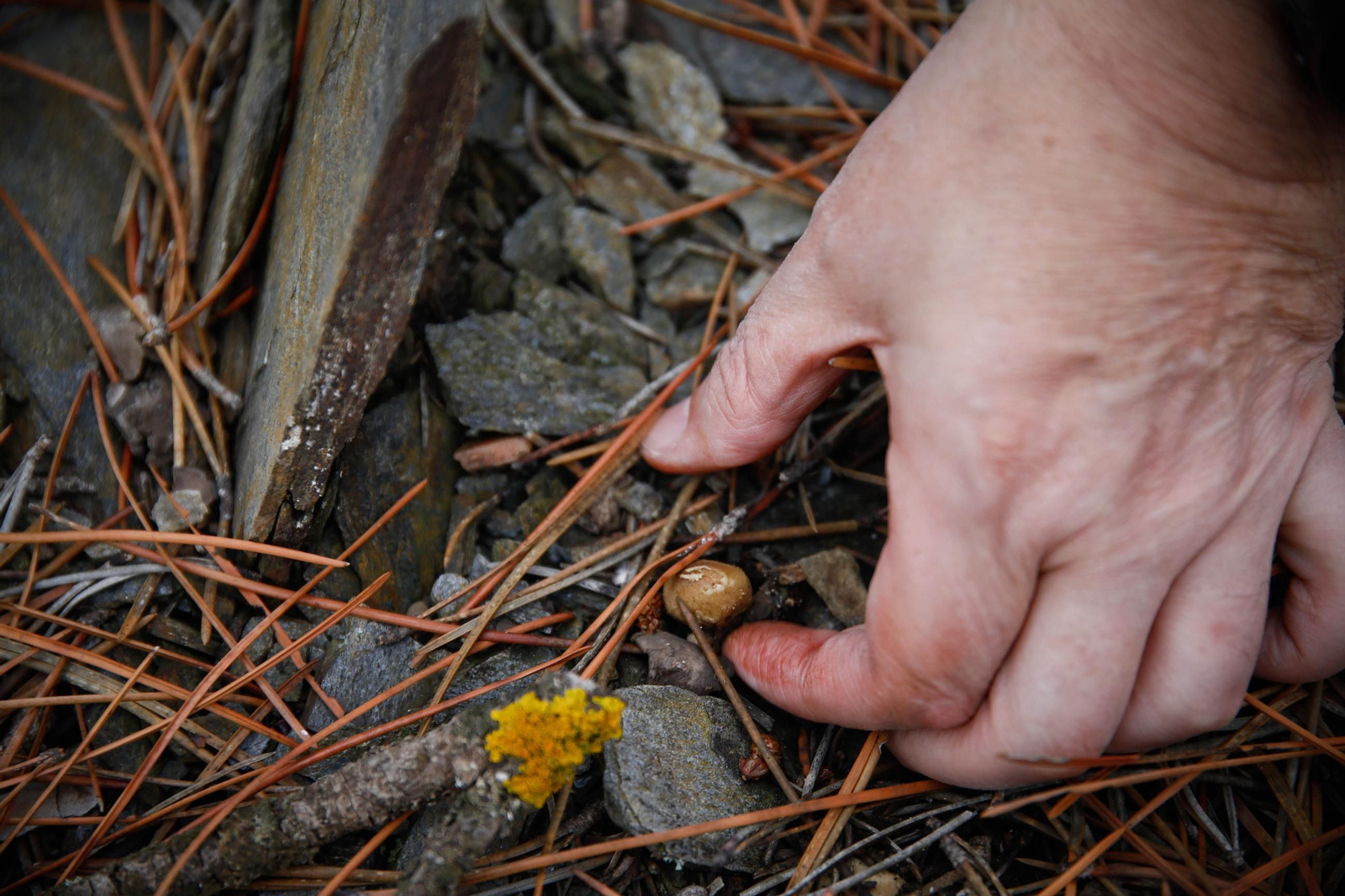 La ruta recolectora de setas en Abla por las XIX Jornadas Micológicas, en imágenes