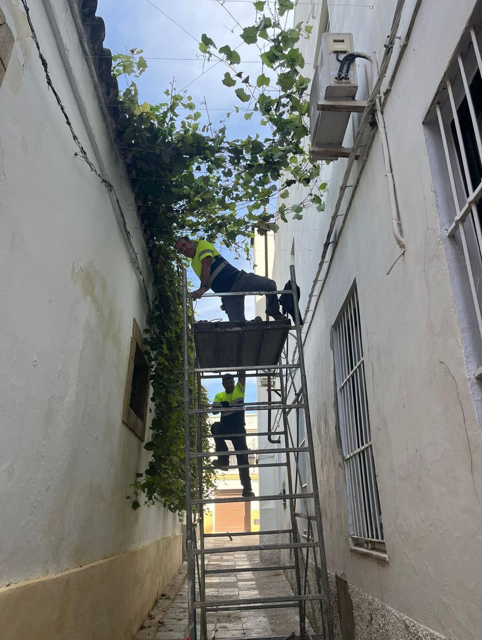 Montaje por técnicos especialistas del emparrado en calle Cadenas.