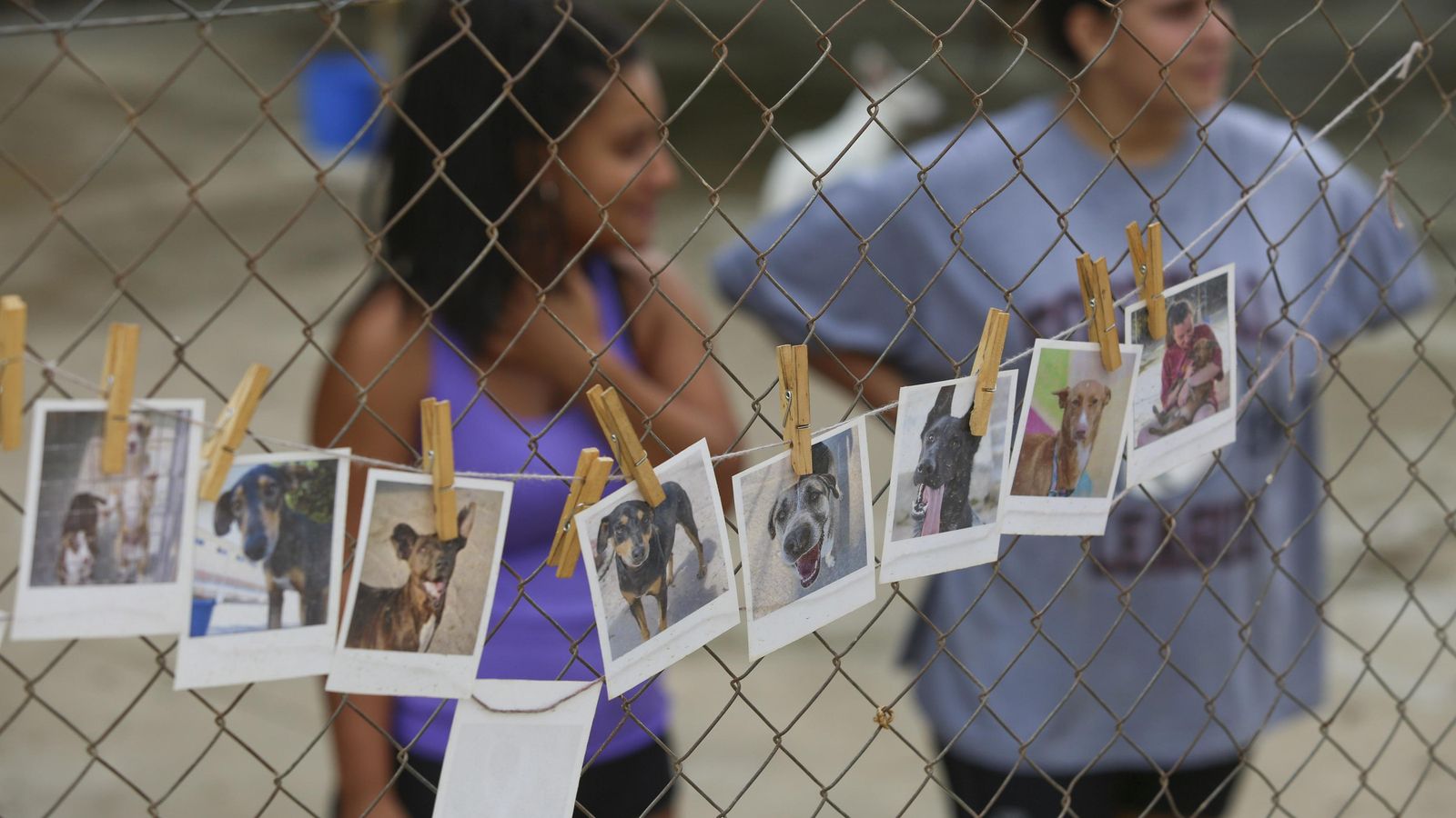 Reja con fotos de perros en la protectora de animales de Málaga.