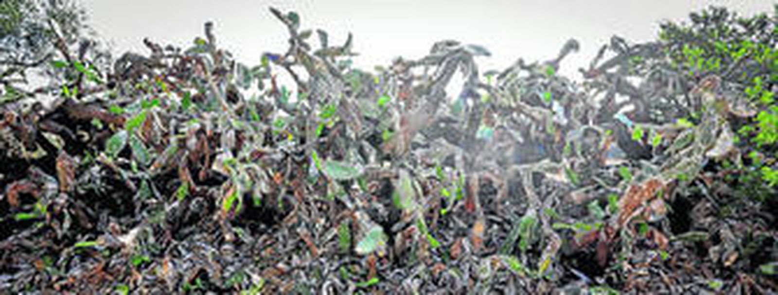 Una pared de chumberas atacadas por la cochinilla del carmín en uno de los 'cerrados' para los toros de la ganadería de Torrestrella en la finca Los Alburejos.