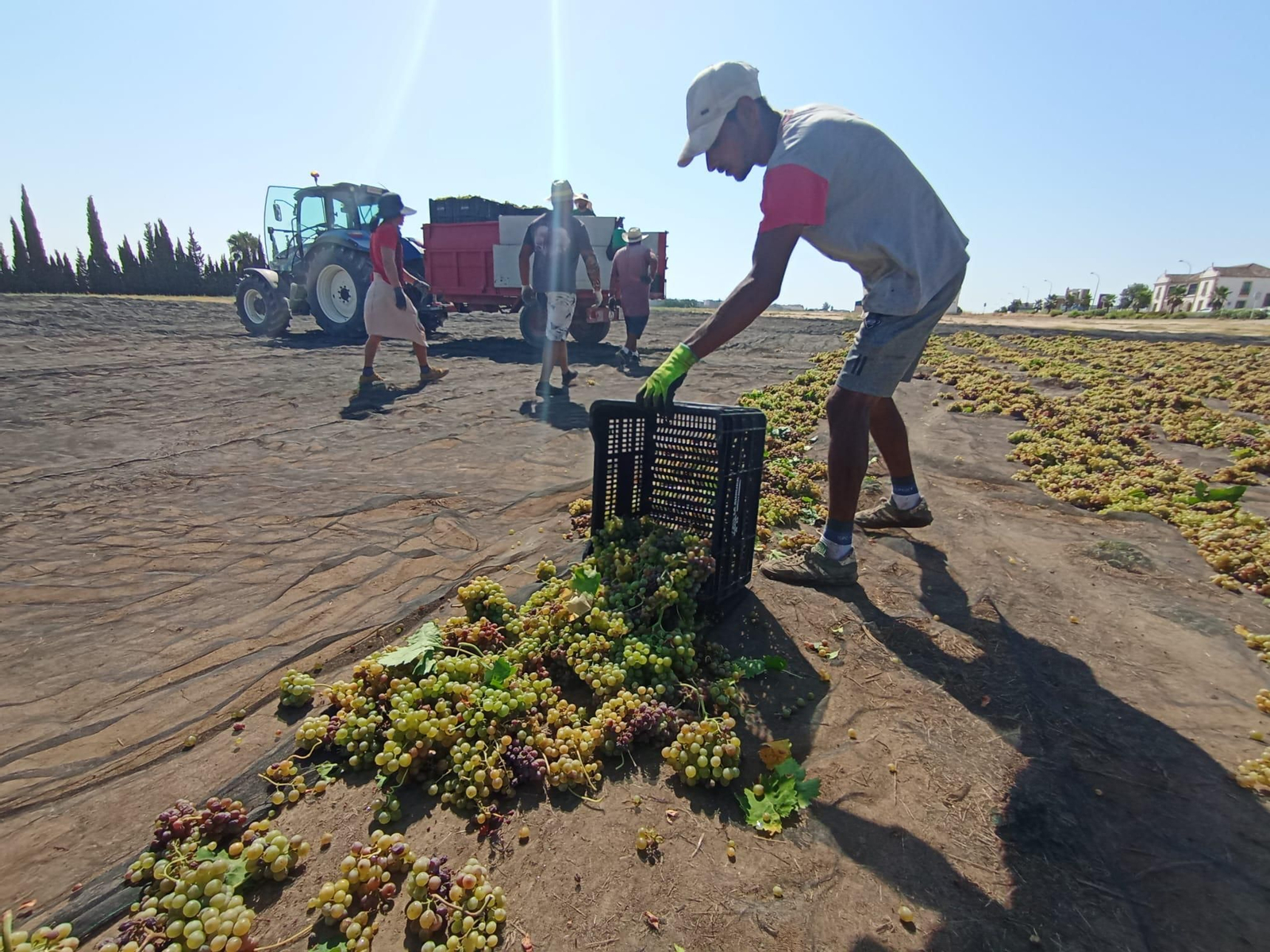 La vendimia de Montilla-Moriles