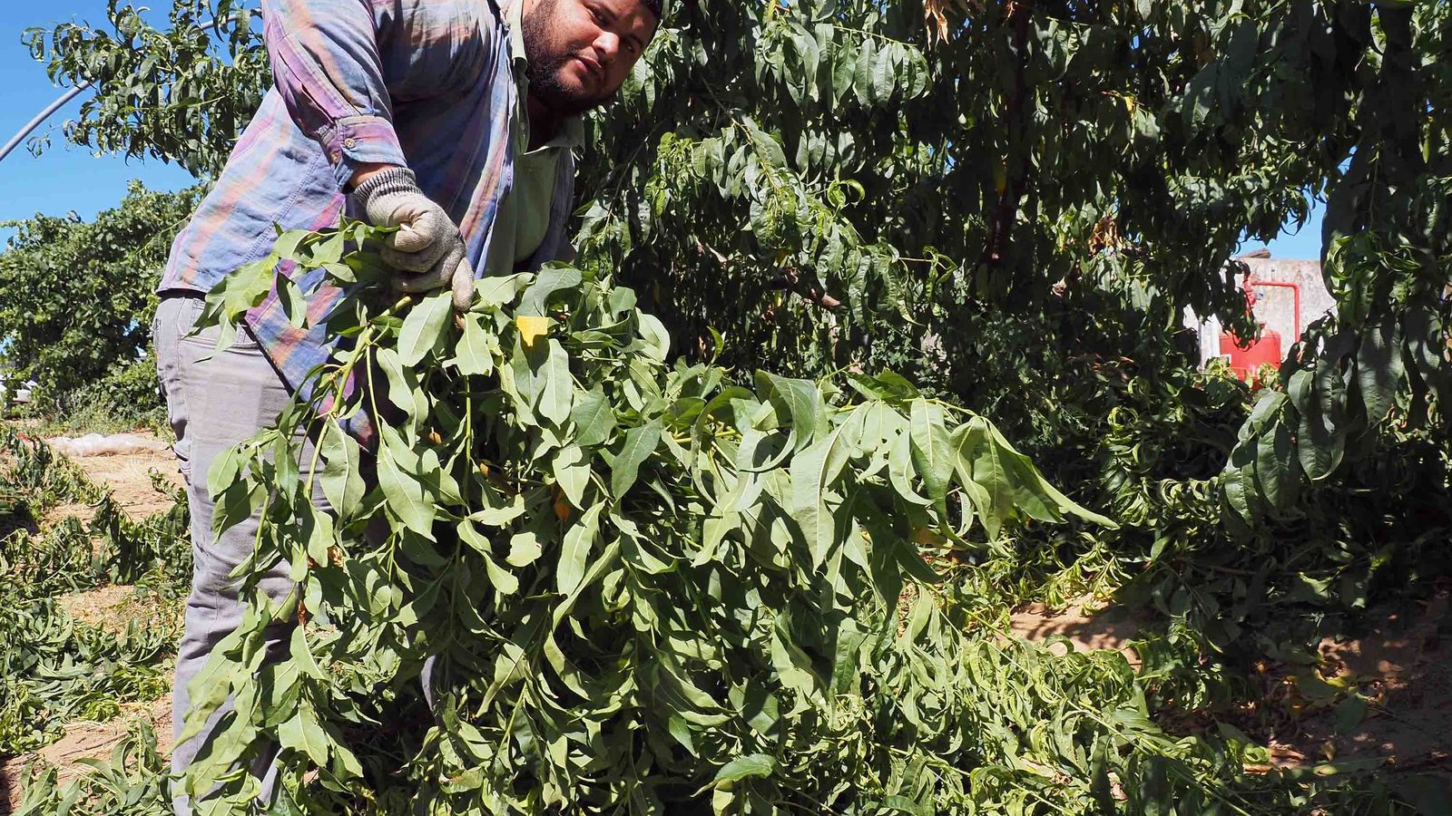 Bryan Flores (29 años)