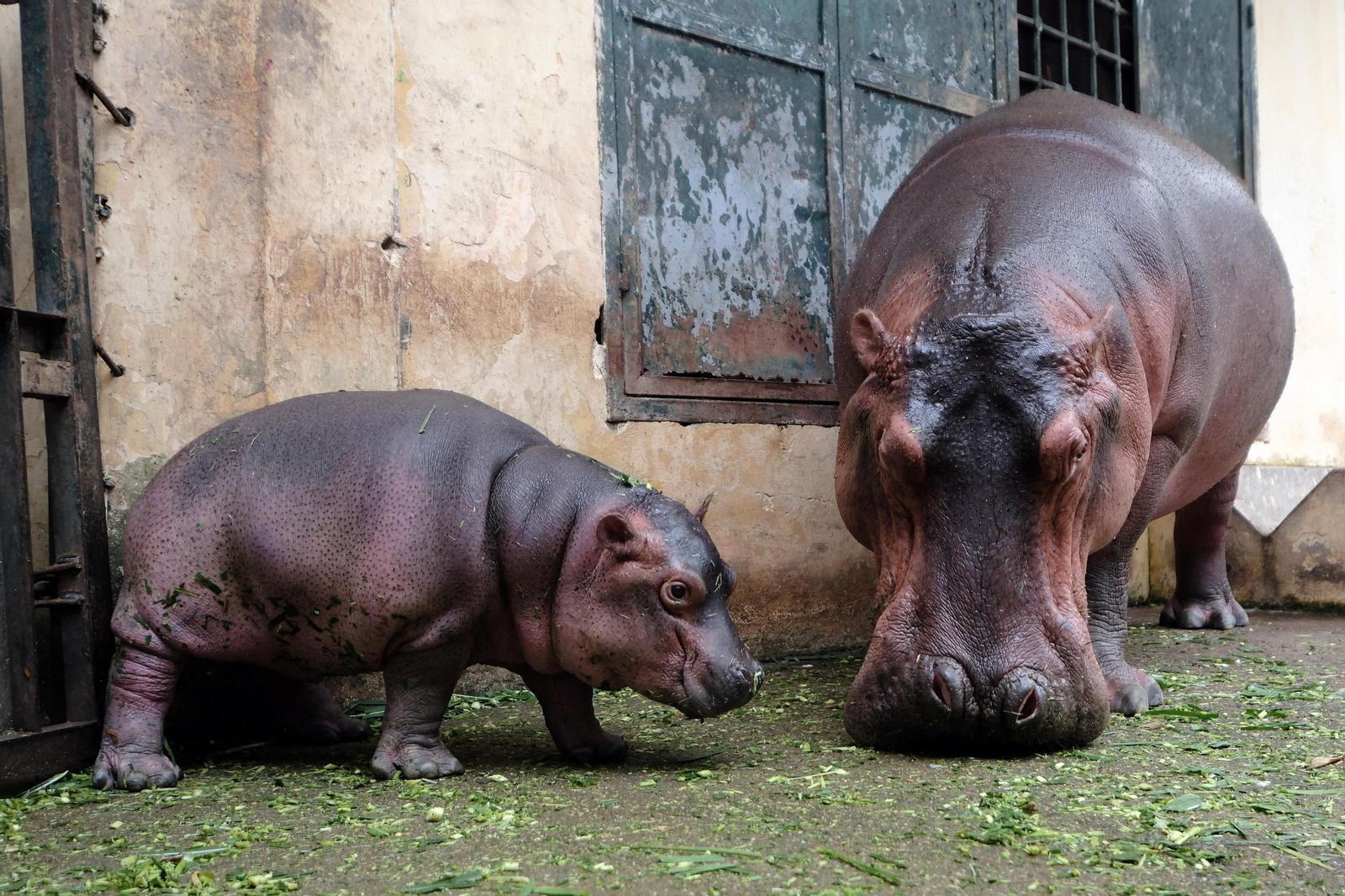 ¡Bienvenido al mundo! Un adorable hipopótamo bebé hace su debut en el zoológico de Hanói, robando corazones con su encanto