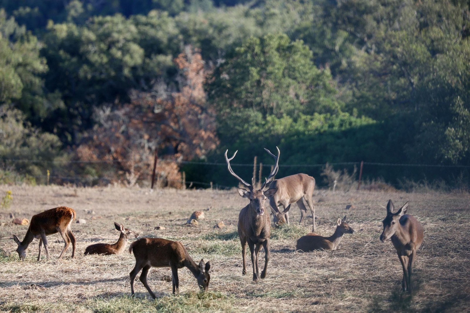 Fotos de la berrea en el Parque natural de Los Alcornocales