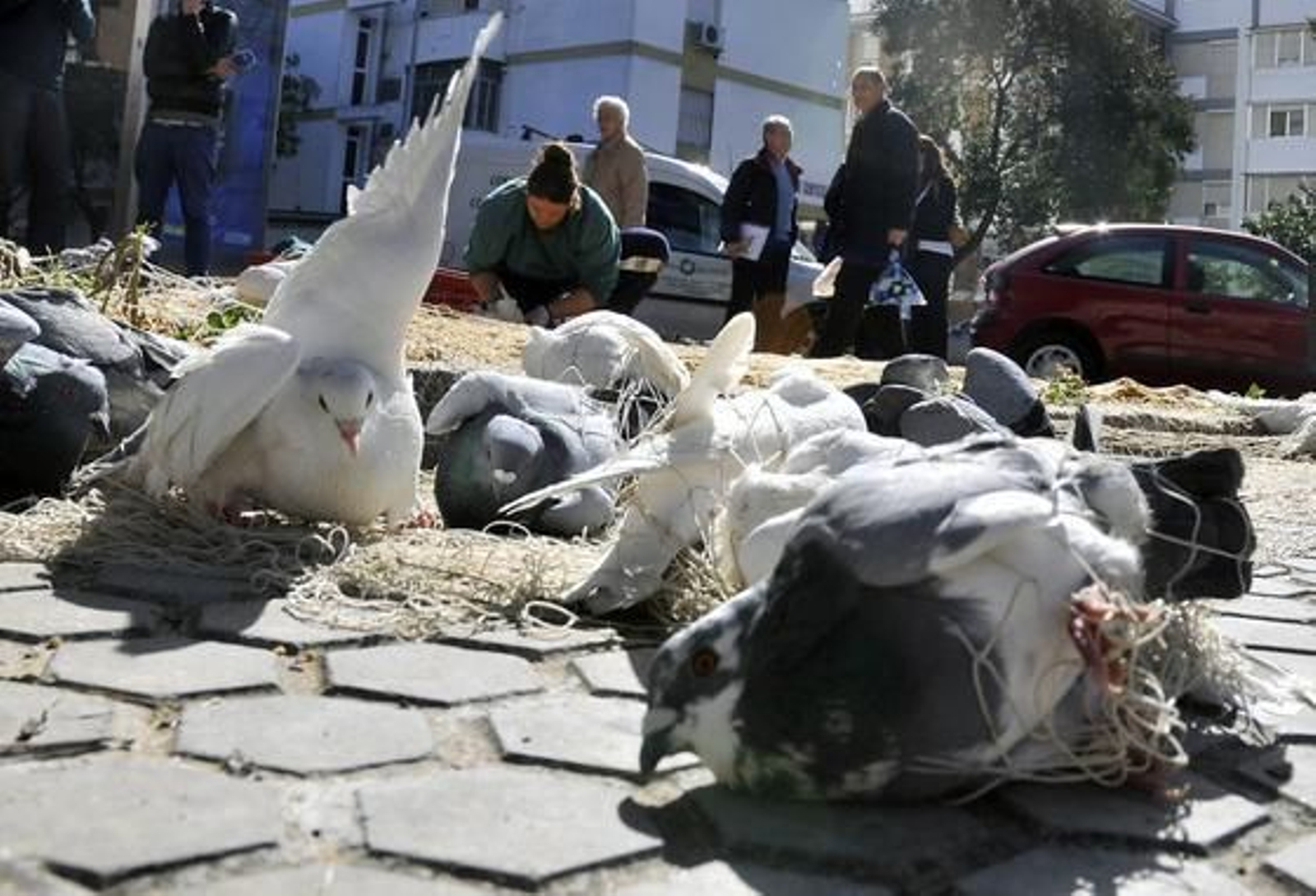 El Ayuntamiento atrapa 500 palomas con el nuevo sistema de cañón de redes.

Foto: Juan Carlos Vázquez