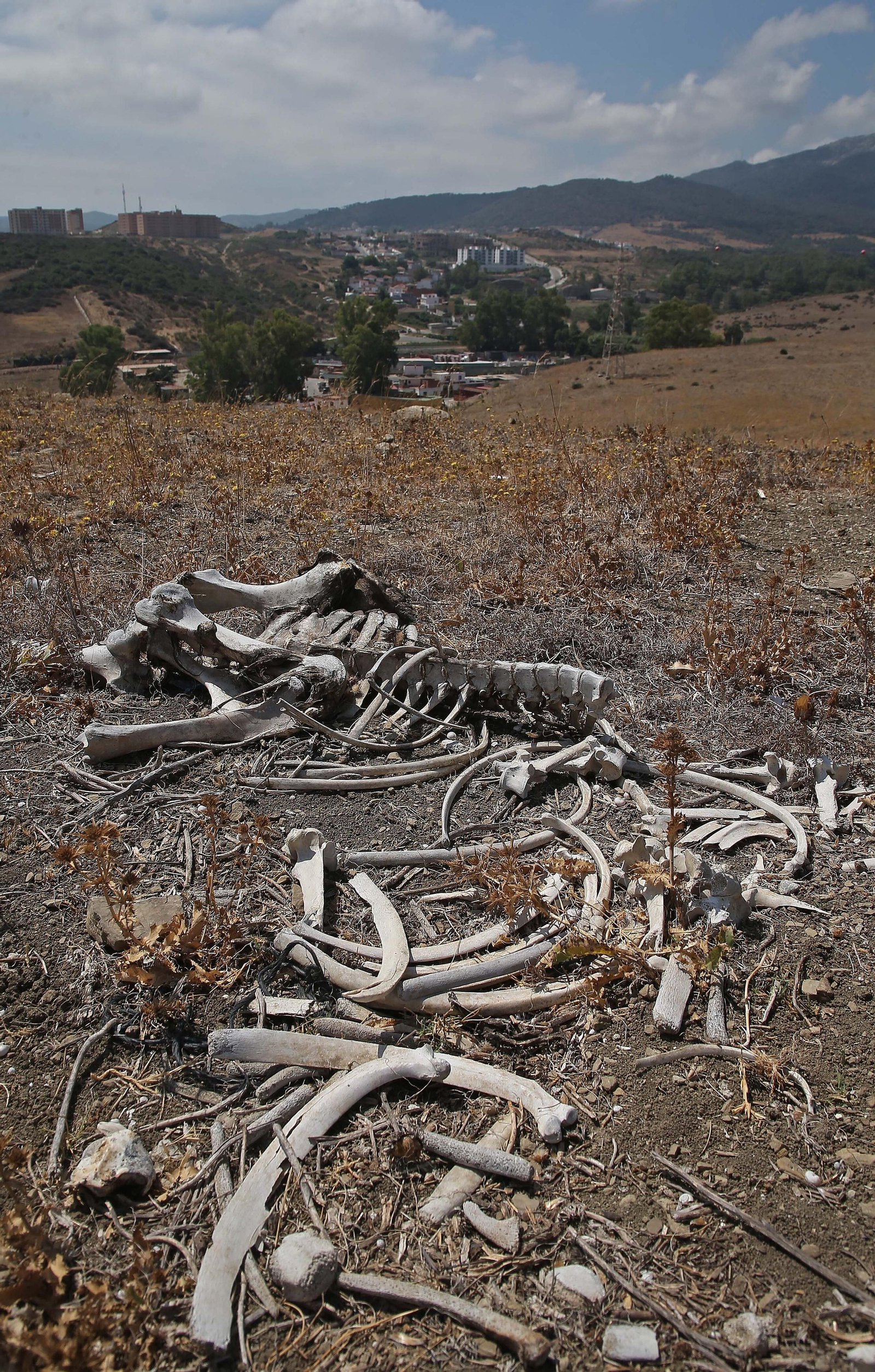 El cementerio ilegal de caballos de Algeciras, en imágenes