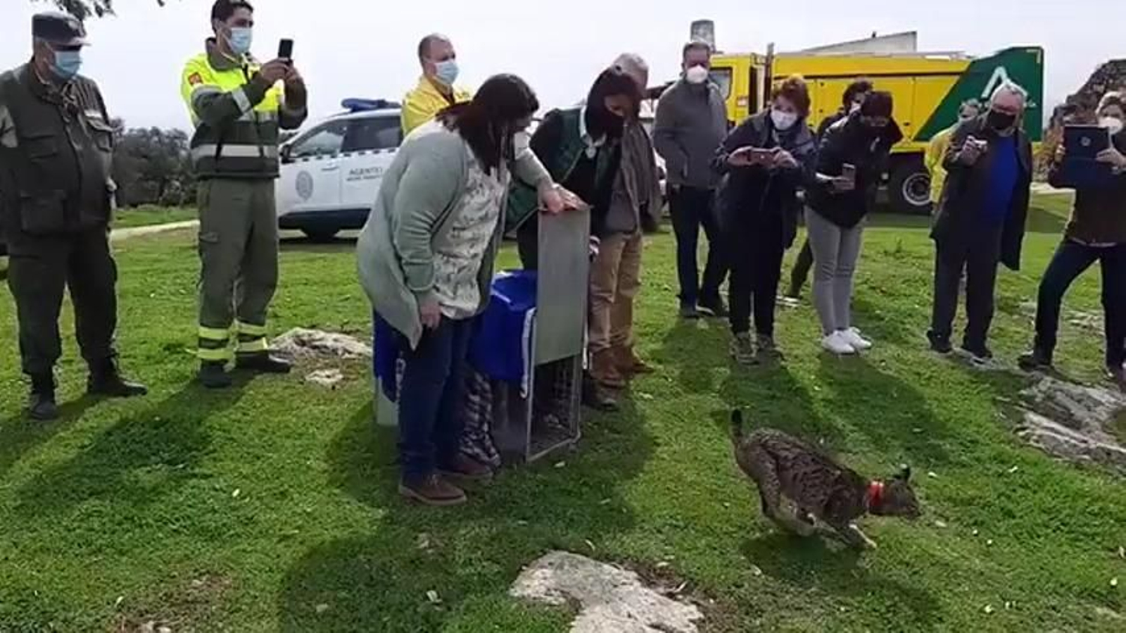 l momento de la suelta de Risco, en el Monte Los Jaralejos, de Villanueva del Río y Minas.