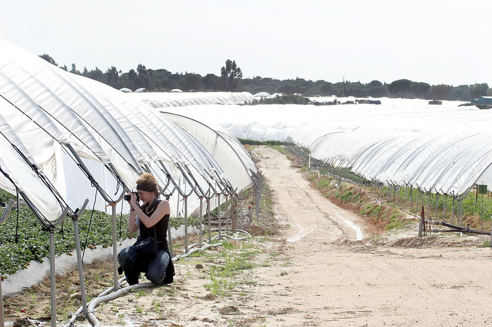 Imagen de cultivos en el entorno de Doñana, dentro de la provincia de Huelva.