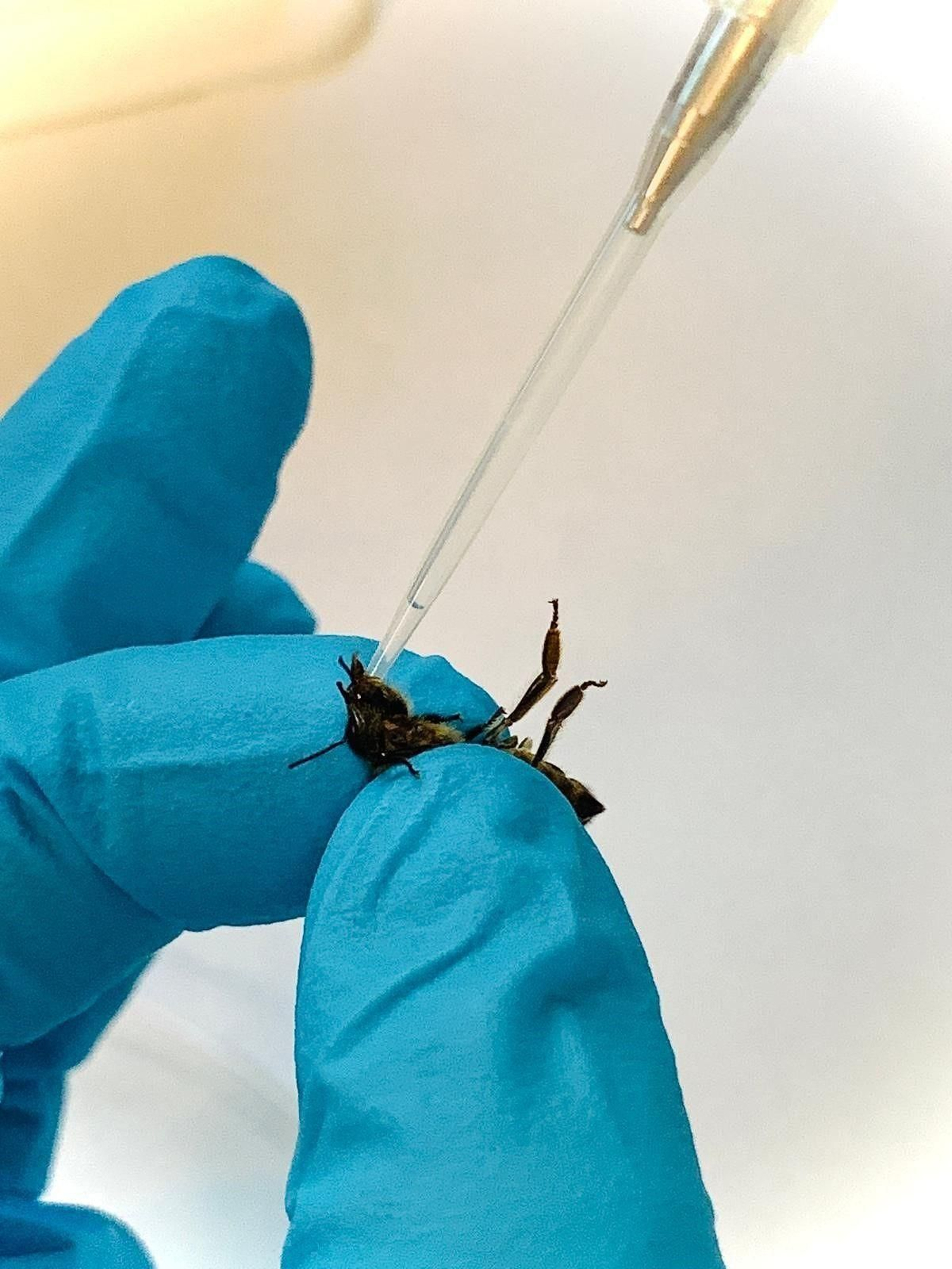 Infección experimental de abejas  de la miel con parásitos tripanosomátidos