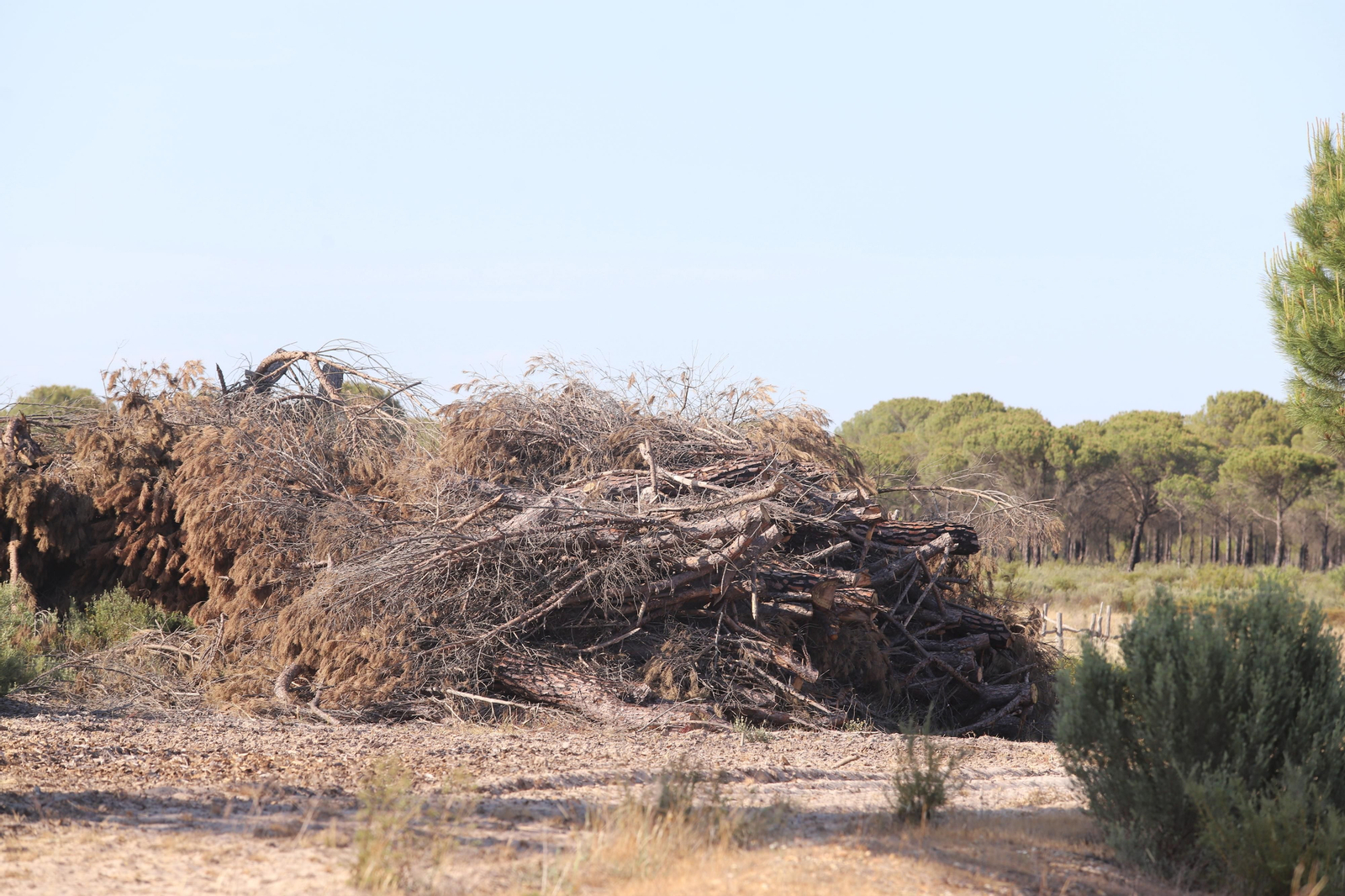 Imágenes del estado en el que se encuentran los caminos del Rocío para la Romería 2023