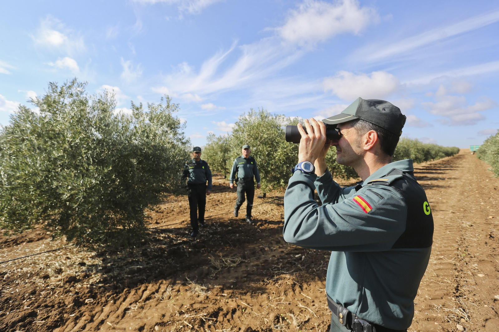 Una patrulla de la Guardia Civil vigila un olivar.
