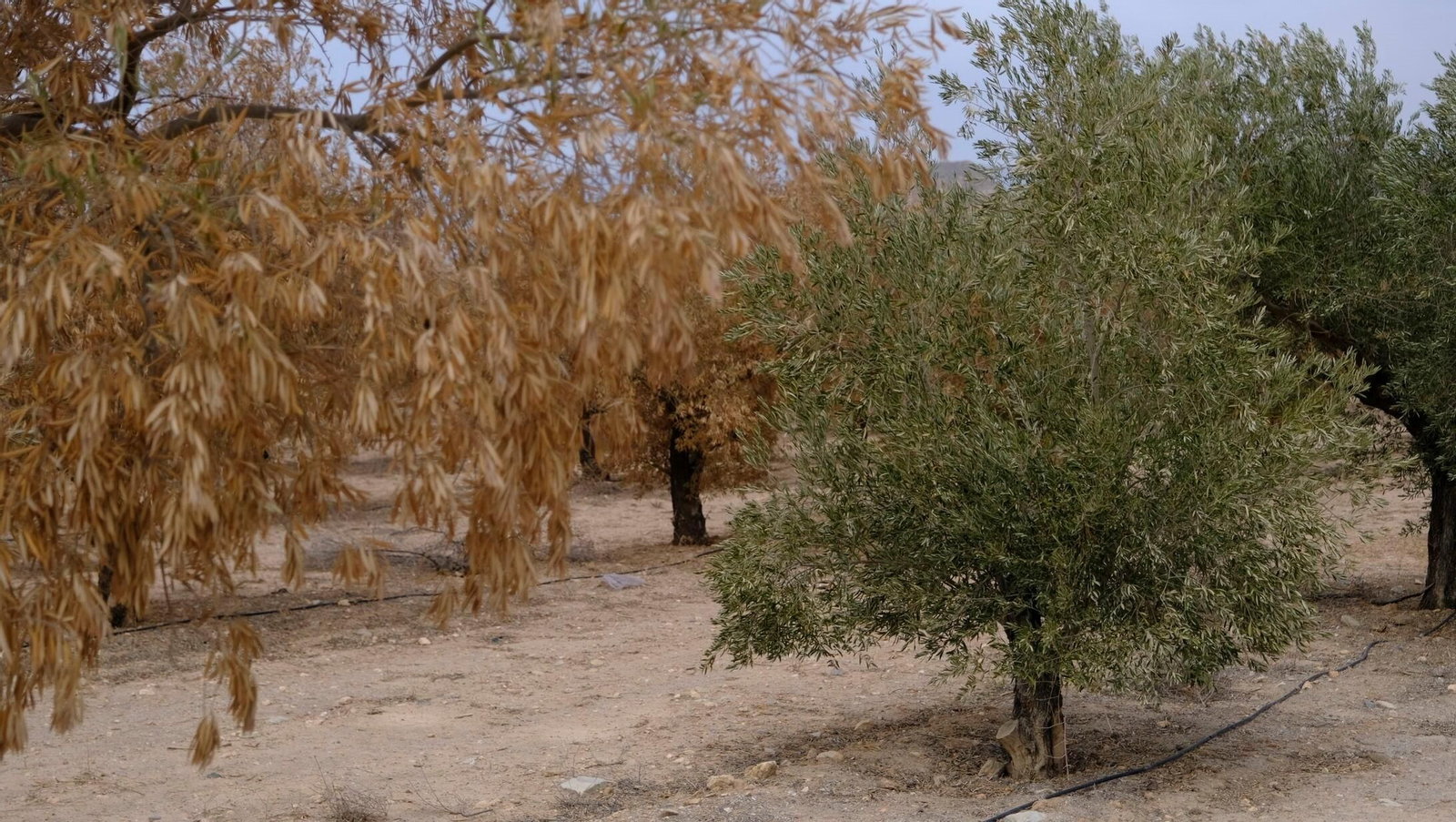 FINANZAS-ECONOMÍA-AGRI (8409965).jpg