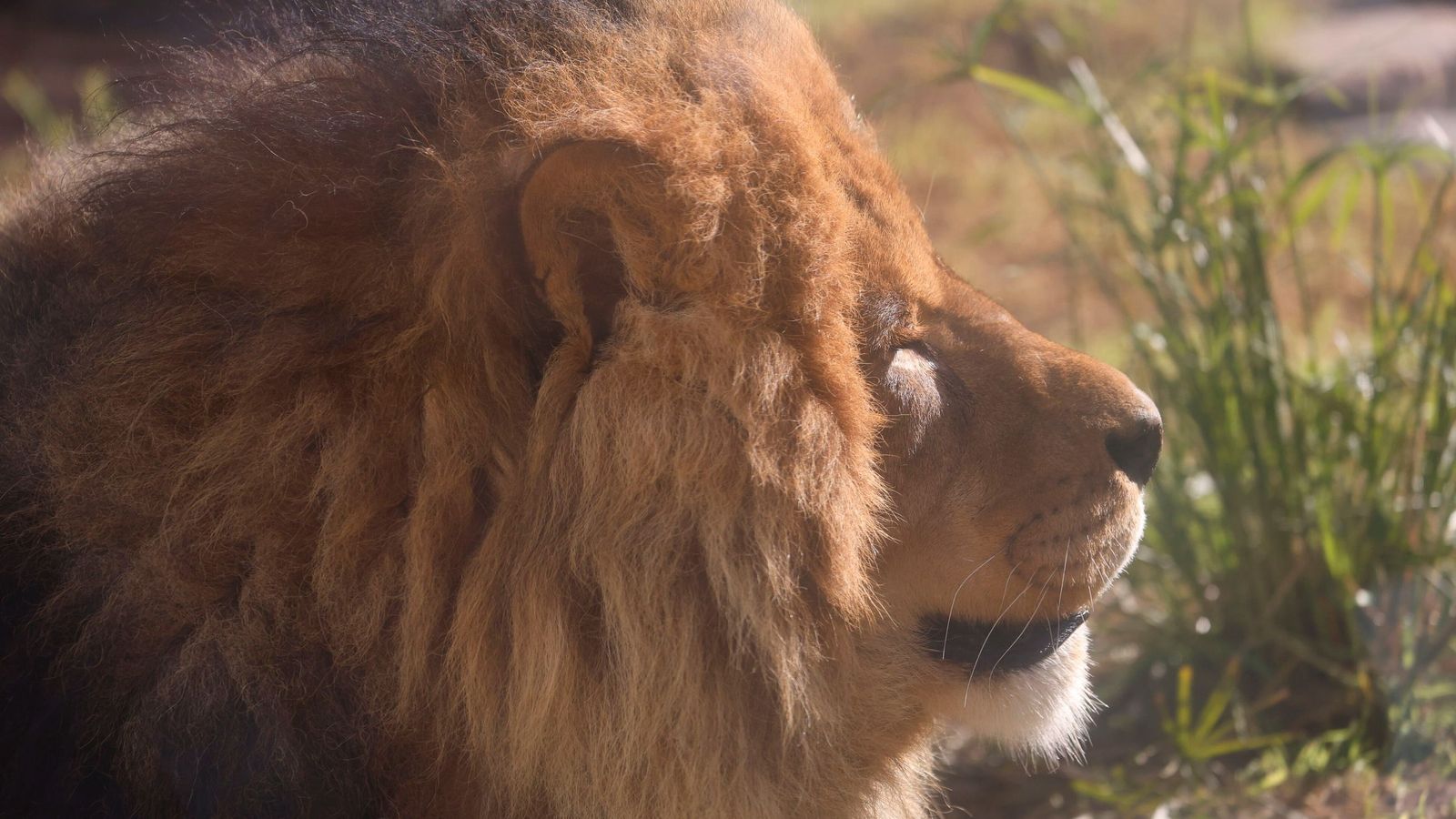 Las mejores imágenes de Zazu y Aissa, la nueva pareja de leones del Zoo de Córdoba