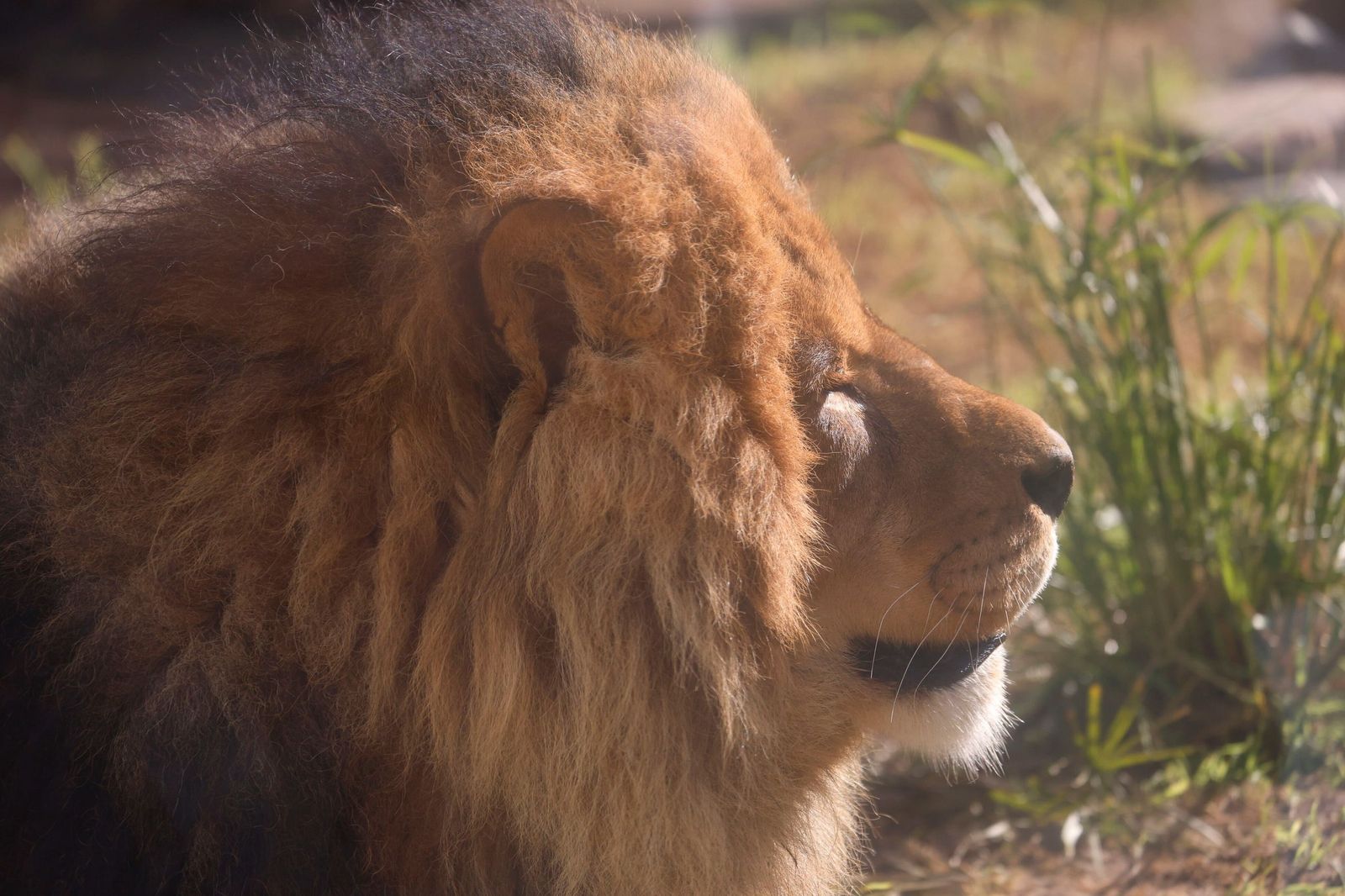Las mejores imágenes de Zazu y Aissa, la nueva pareja de leones del Zoo de Córdoba