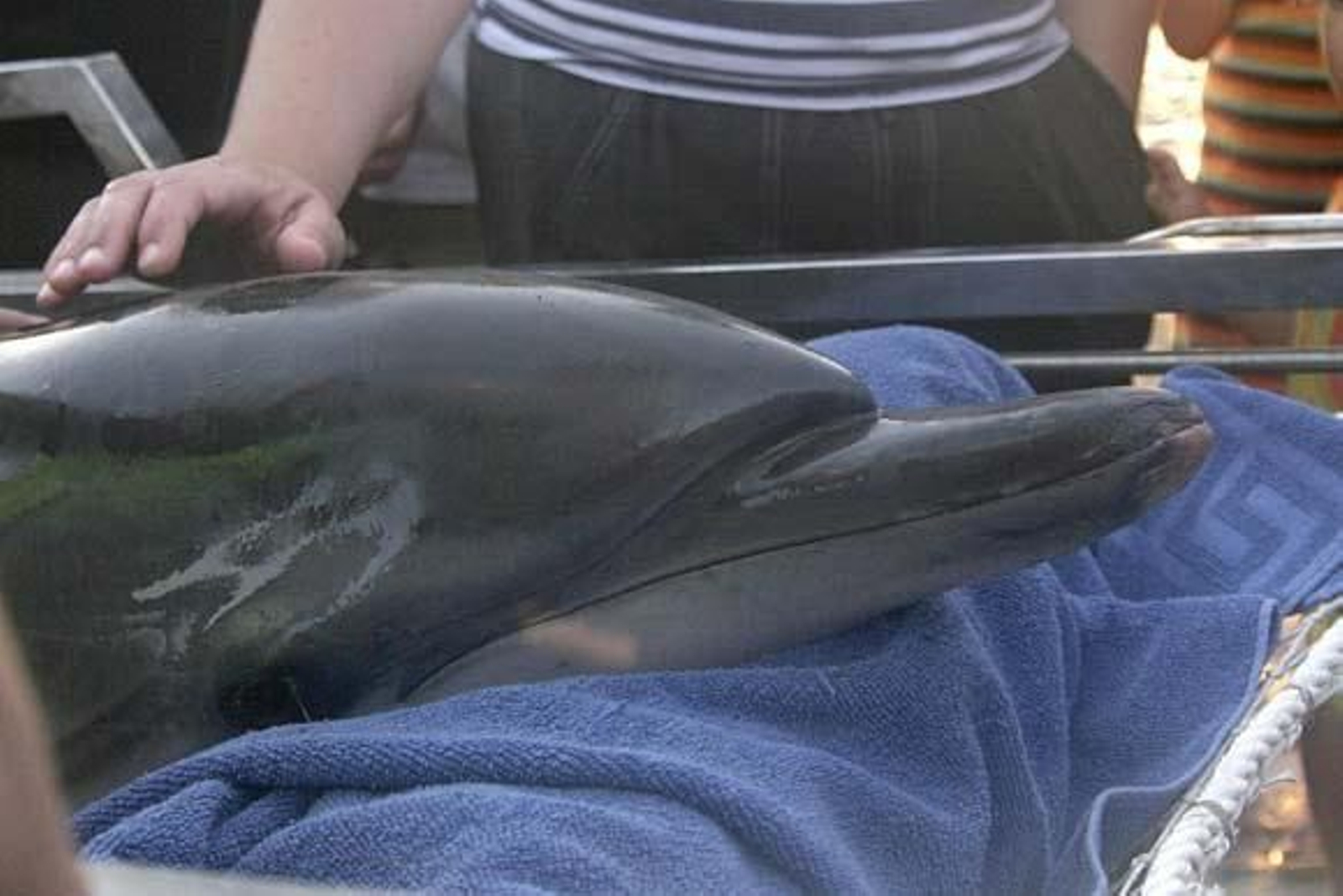 Aparece muerta una cría de delfín listado en la playa de la Caleta