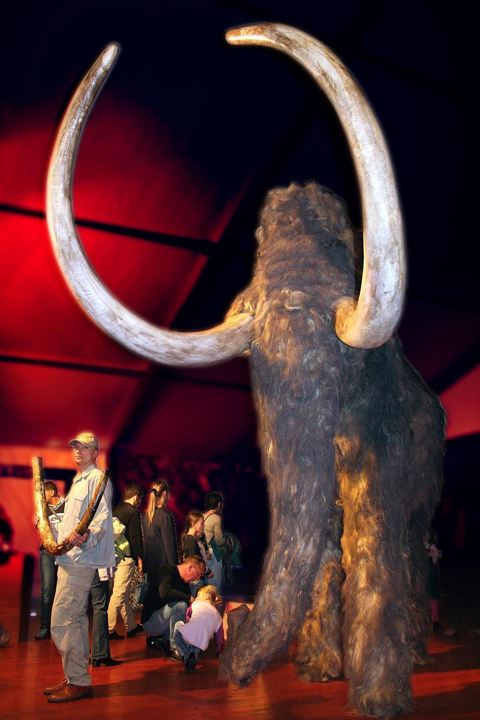 Ejemplar de mamut a tamaño real es el espacio dedicado a la Era de Hielo.