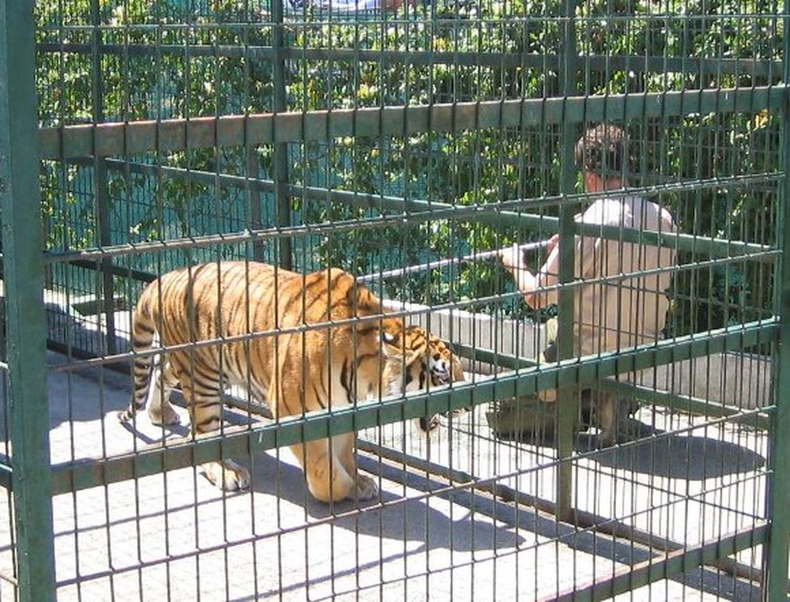 España incumple la normativa europea sobre el cuidado de animales en zoos