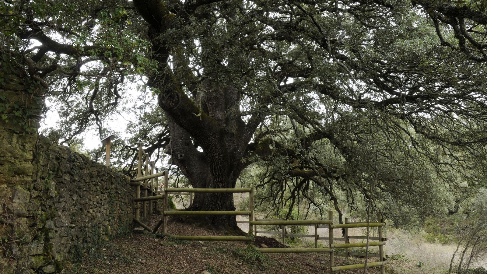 La carrasca de Lecina.