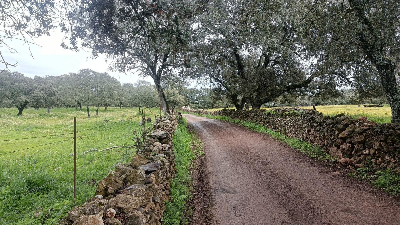 El camino avanza entre muretes antes de llegar a Cañaveral de León