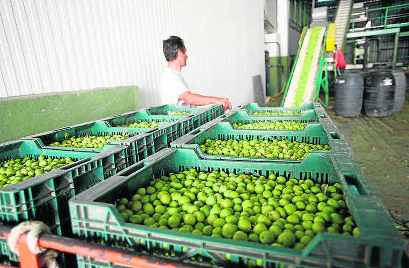 El proceso de envasado de la aceituna.