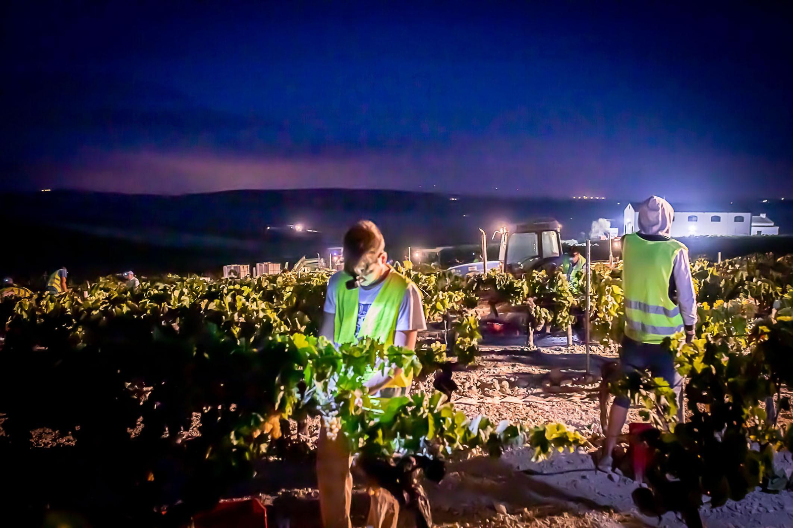 La vendimia nocturna de Tío Pepe