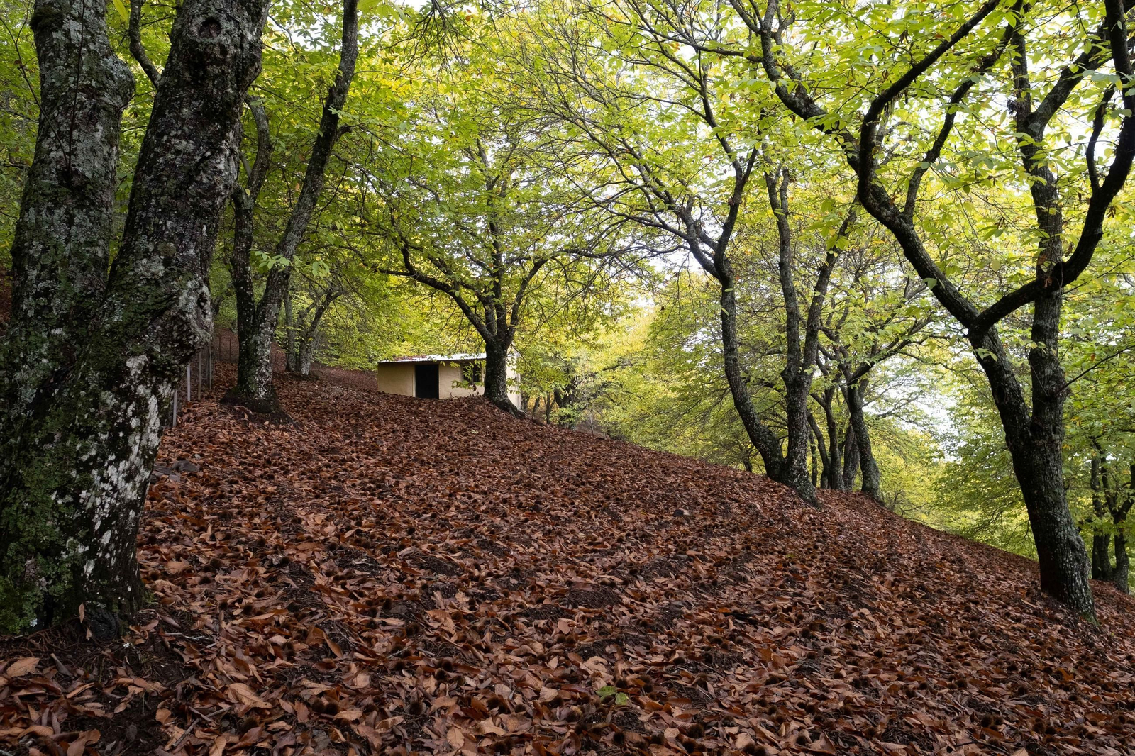 El Bosque de Cobre del Valle del Genal, en fotos