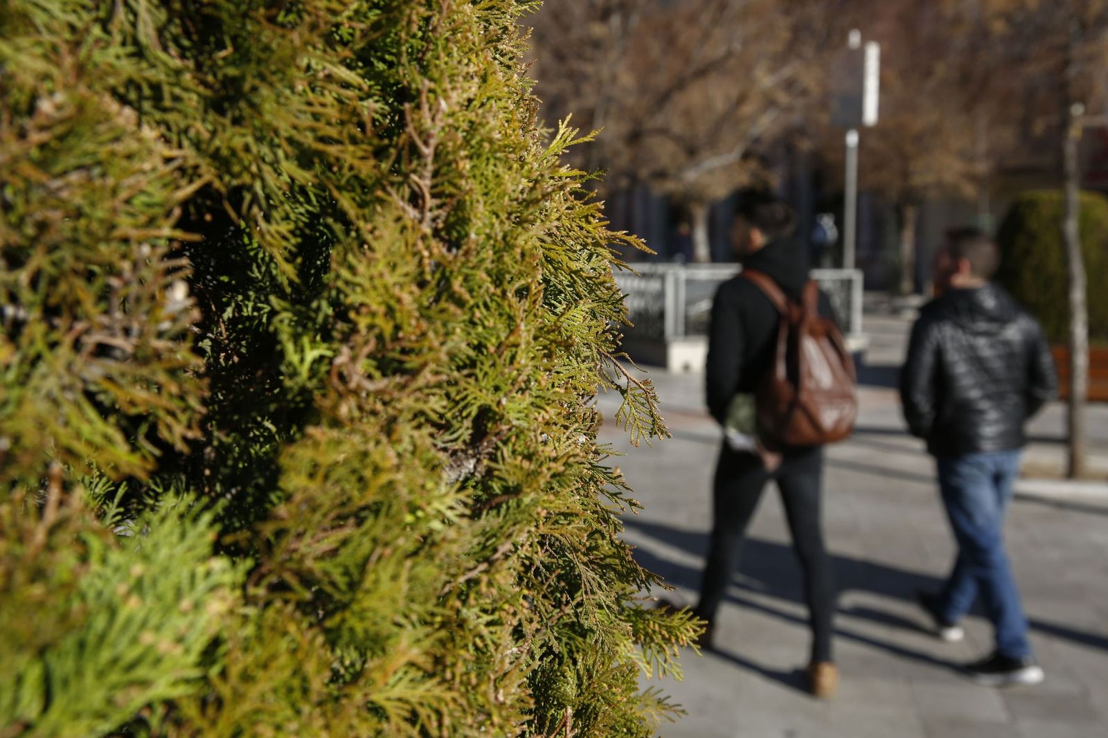 El ciprés, que se encuentra diseminado por toda la ciudad y el casco histórico, es la especie más conocida