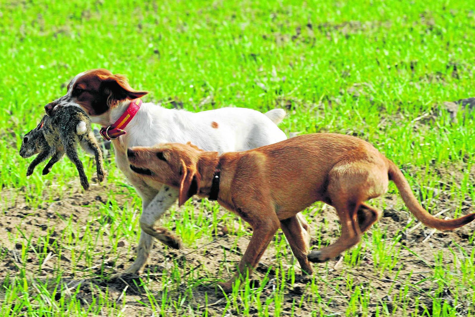 Un perro, con un conejo cobrado en el campo cordobés.