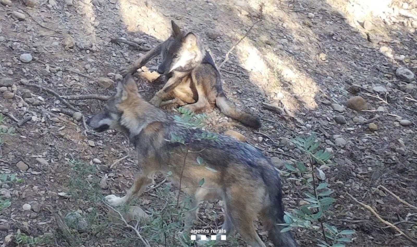 Dos de los cachorros de lobo detectados en Cataluña. Dos de los cachorros de lobo detectados en Cataluña.