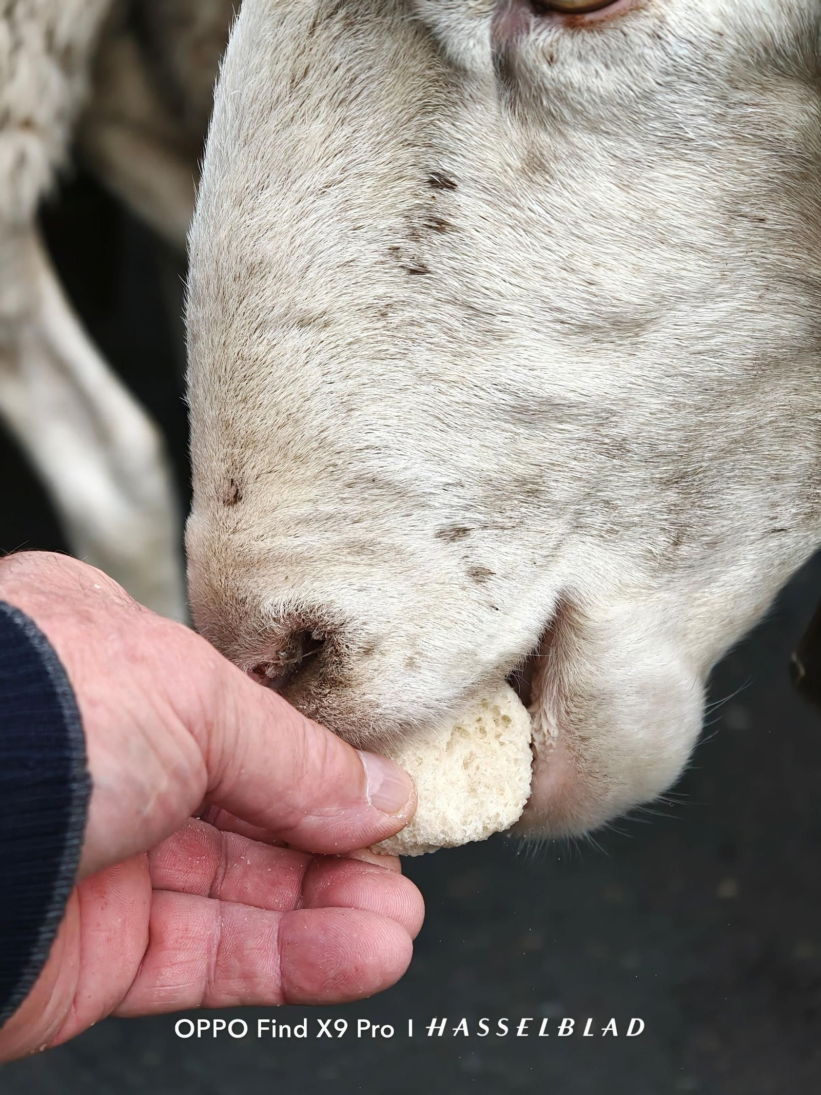 Foto tomada con el Oppo Find X9