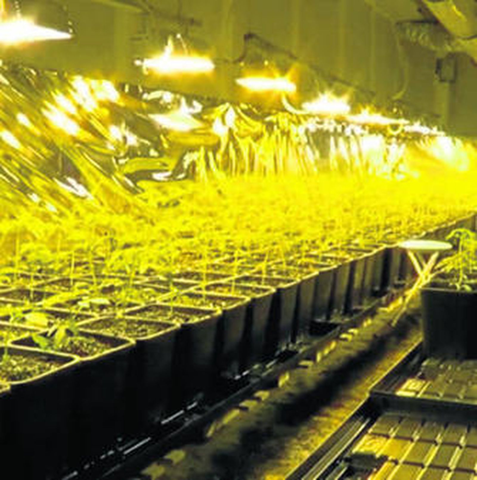 Plantación de marihuana también descubierta en la operación.