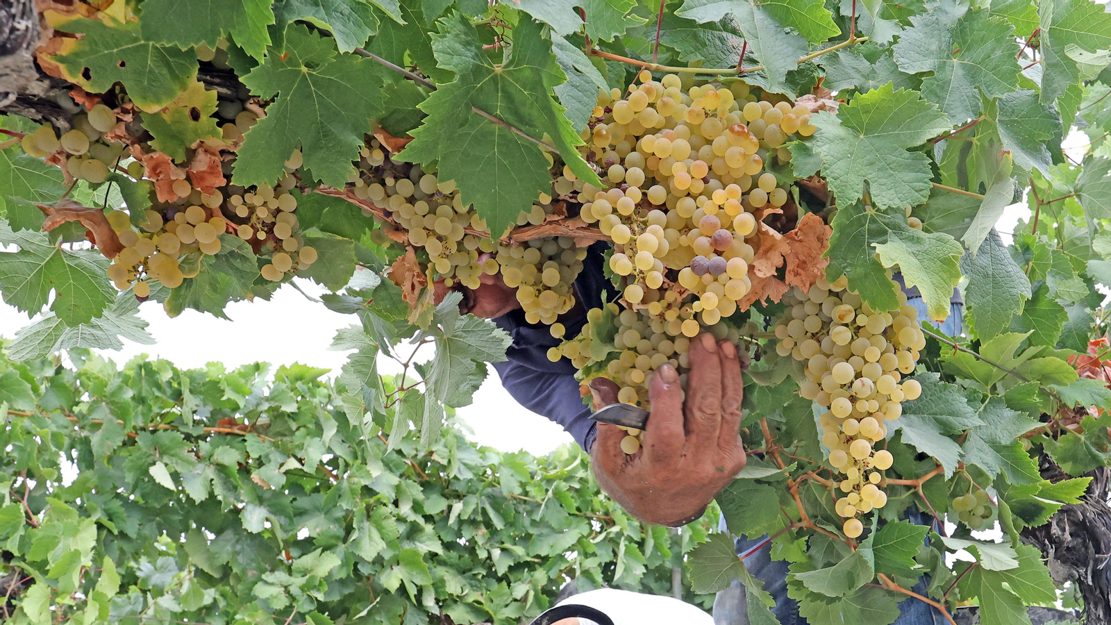 Vendimia a mano en Viña el Candelero en Jerez