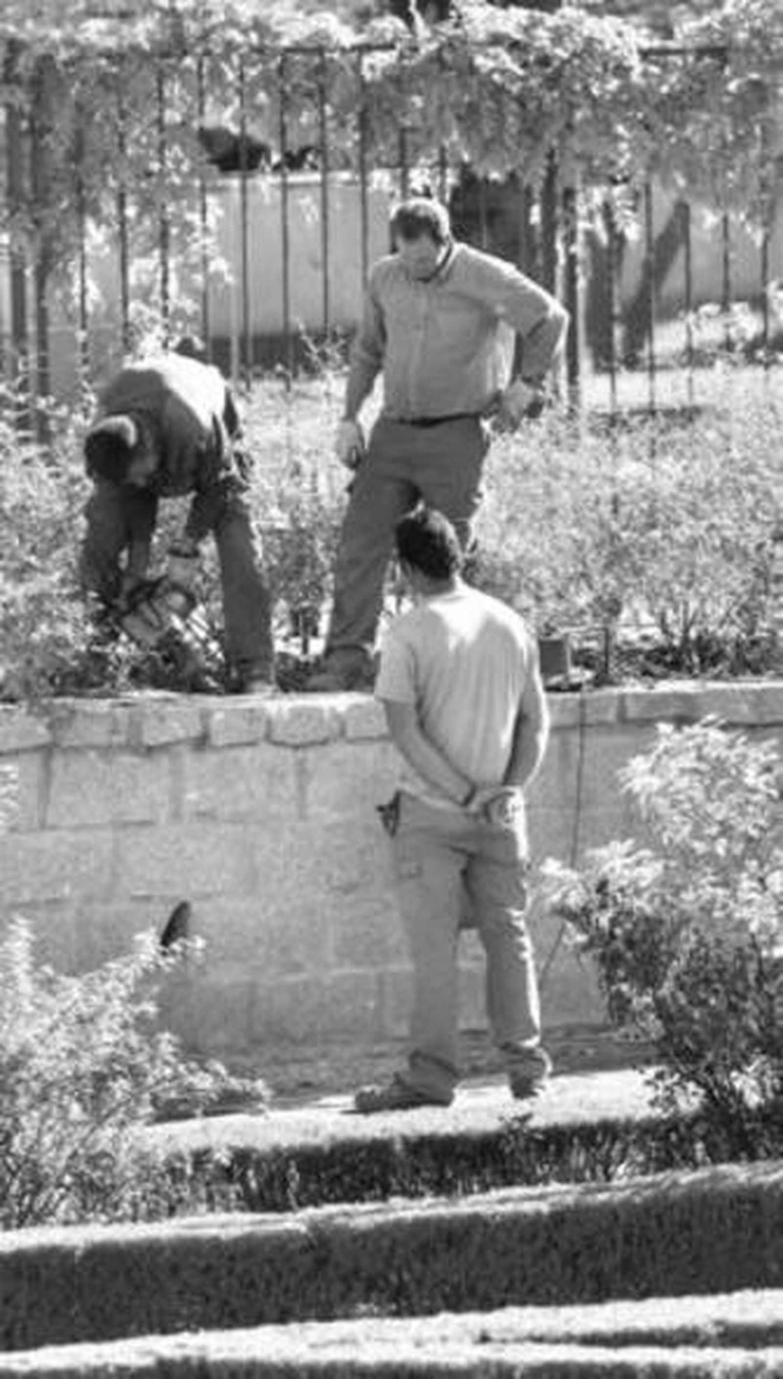Los operarios trabajan en la rosaleda de 'Los Patos'.