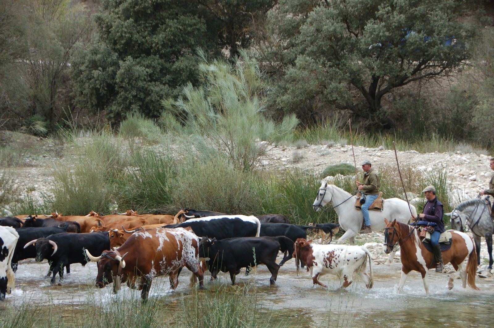 Los toros y novillos son los grandes protagonistas de las fiestas