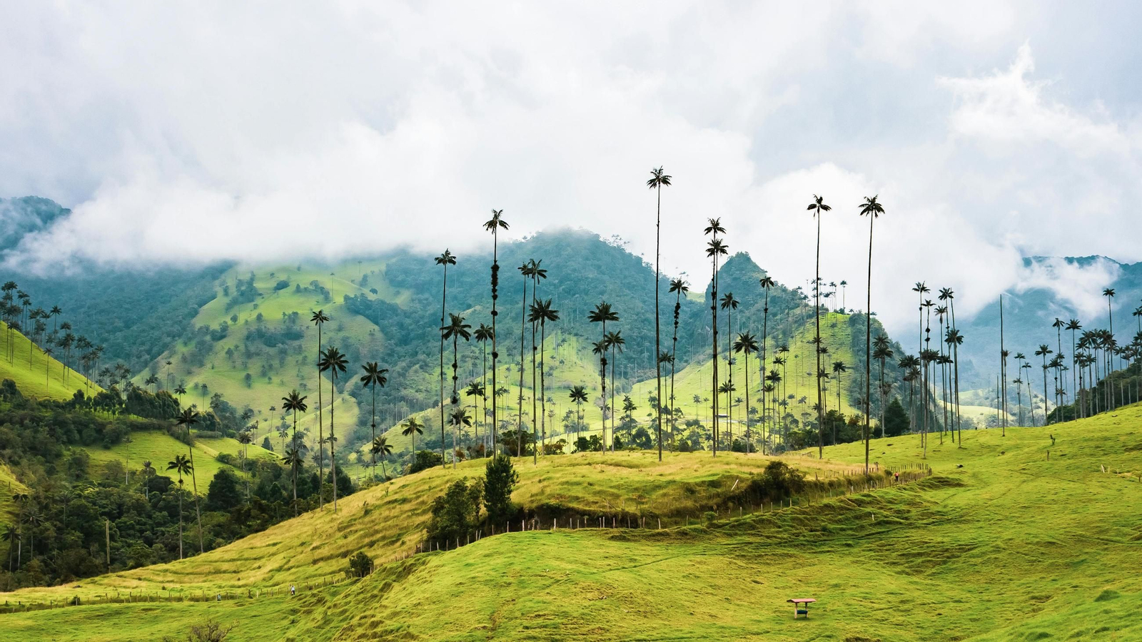 Un viaje a la cultura cafetera: Un recorrido por la región del Eje Cafetero, explorando sus fincas, los paisajes de Quindío y Risaralda y la tradición del café