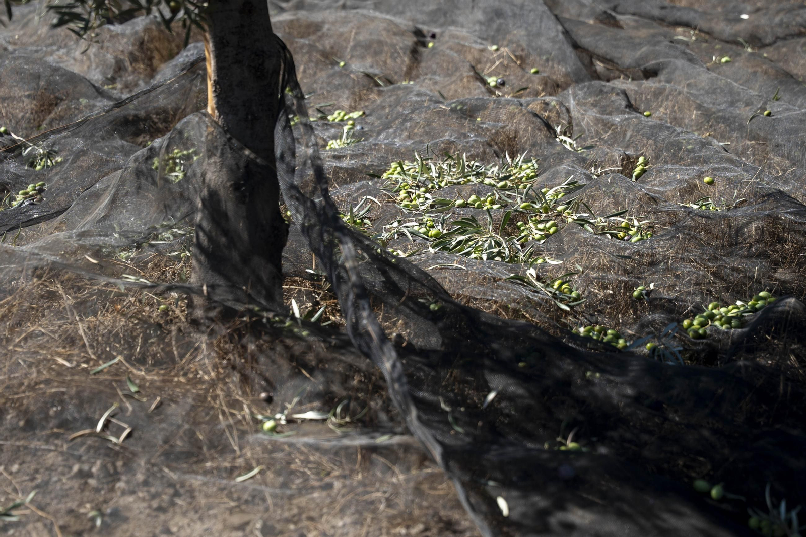 Las imágenes de la campaña recogida de acetuna en Fiñana