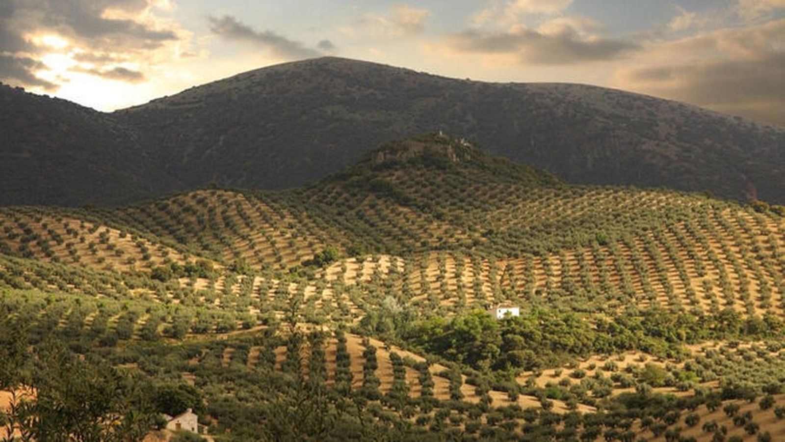Olivares en la Subbética.
