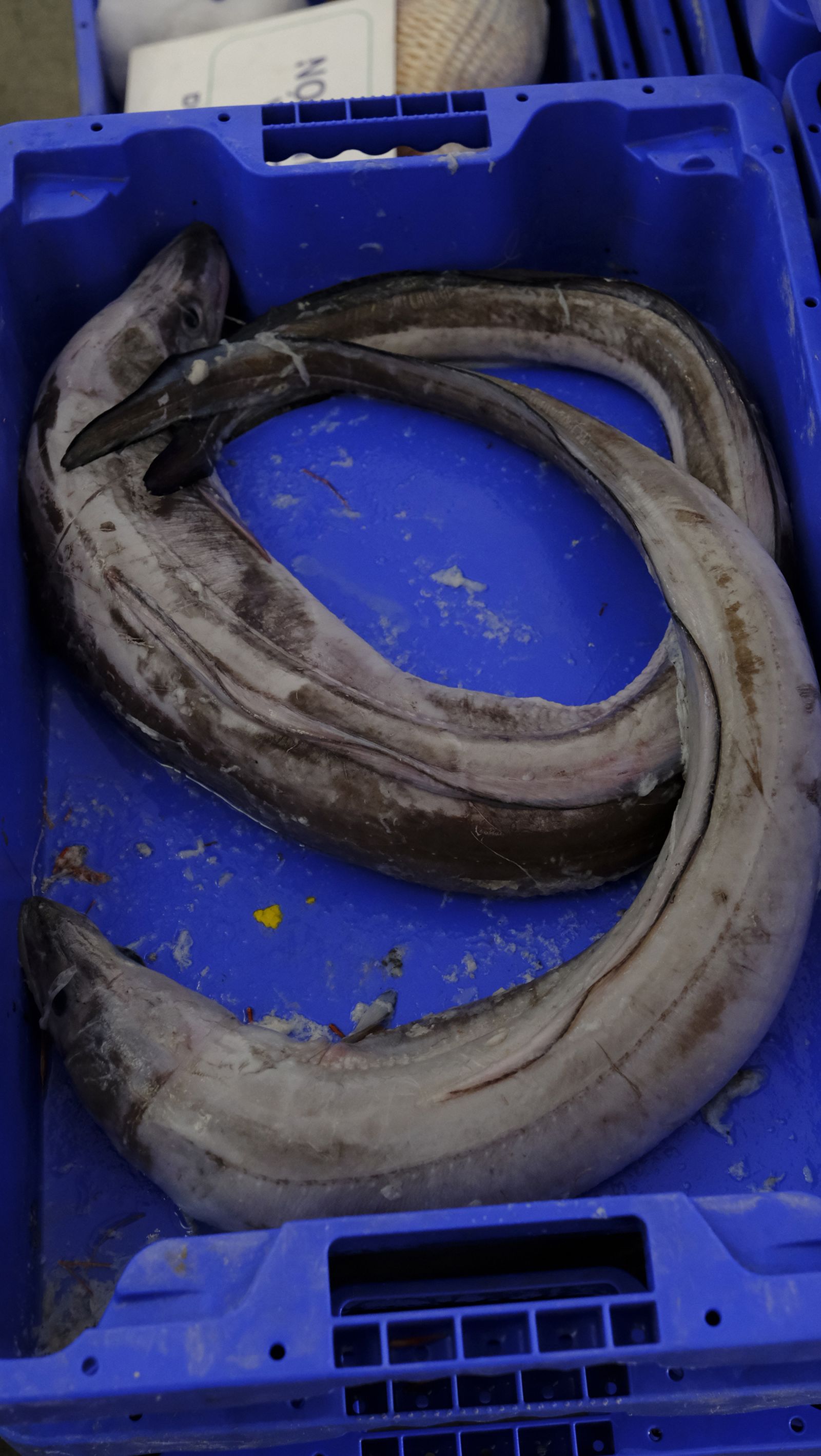 Imágenes de la visita guiada a la Lonja del Puerto Pesquero de Almería