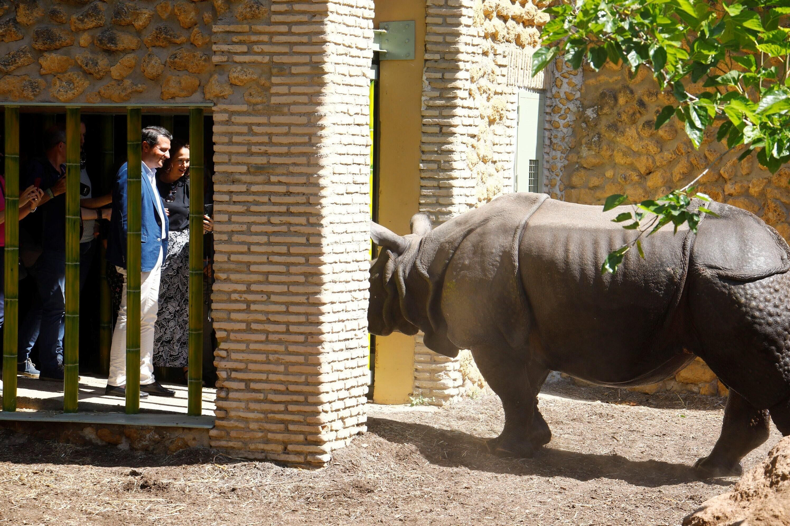 Así es Manas, el rinoceronte indio del Zoo de Córdoba
