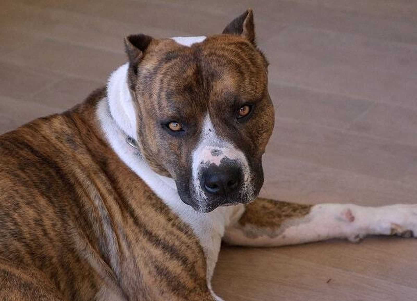 Un  American Staffordshire Terrier