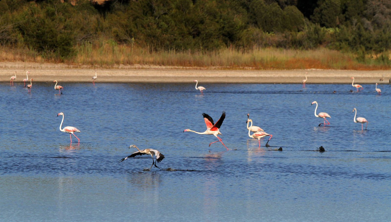 Aves en la laguna de El Portil.