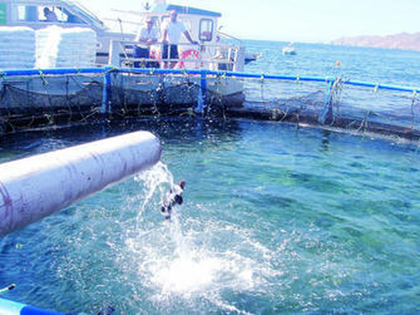 Suelta de los meros junto al muelle pesquero de la Isleta del Moro.