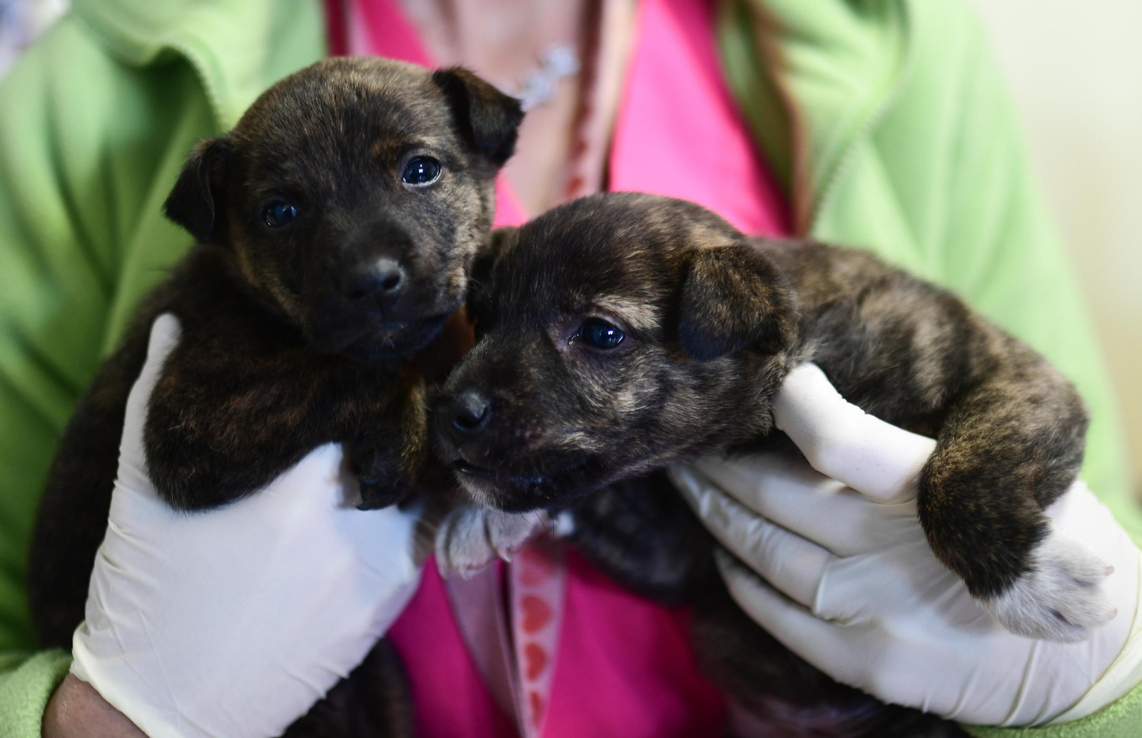 Mascotas que esperan dueño en las perreras de Sadeco