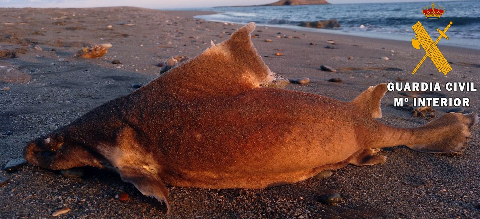 La Guardia Civil presta seguridad y apoyo en el varamiento de un tiburón cerdo en Carboneras
