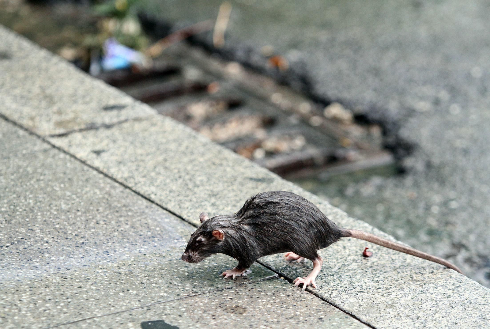 Imágenes del temporal de lluvia en Huelva.